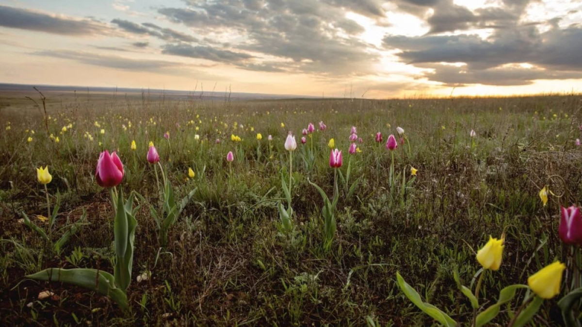 из открытых источников