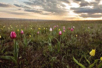Фотография к новости: Синоптики рассказали о погоде в Казахстане 18 апреля