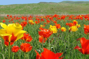 Фотография к новости: 11 дней отдохнут казахстанцы в мае 