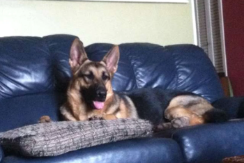 Фотография к новости: Почтальон исполнил последнее желание собаки, прочитав её прощальное письмо