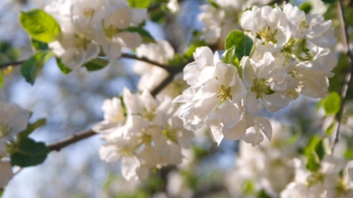 из открытых источников 