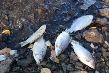 Фотография к новости: Гибель рыбы в реках в Туркестанской и Актюбинской областях прокомментировали в МСХ