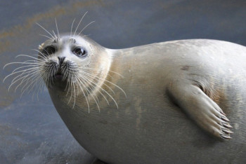 Фотография к новости: Морские пограничники Казахстана спасли тюленя