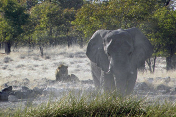 Фотография к новости: Слон растоптал браконьера, а останки съели львы