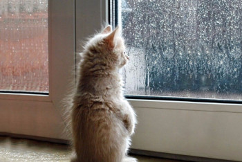 Фотография к новости: Ветреным и дождливым будет 7 апреля для казахстанцев