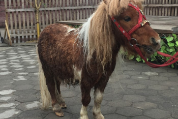 Фотография к новости: Редкими животными пополнился карагандинский зоопарк 