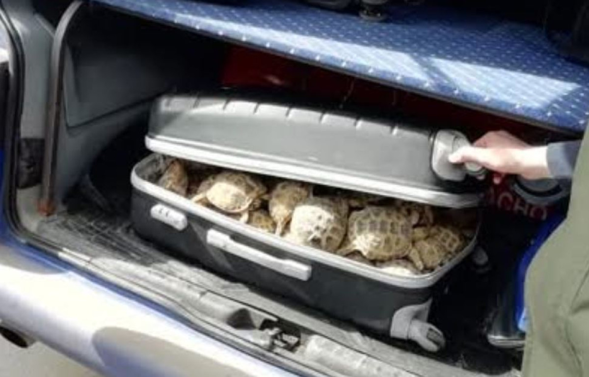 пограничная служба