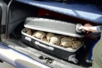 Фотография к новости: 131 черепаху обнаружили в багажнике костанайские пограничники