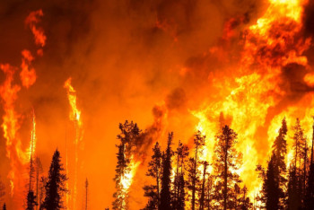 Фотография к новости: Лесные пожары бушуют в Южной Корее