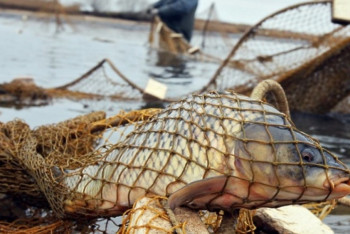 Фотография к новости: Ущерб на сумму свыше 10 млн тенге предотвратили морские пограничники за сутки