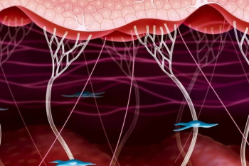 Фотография к новости: Ученые открыли белок, способный сохранить молодость кожи