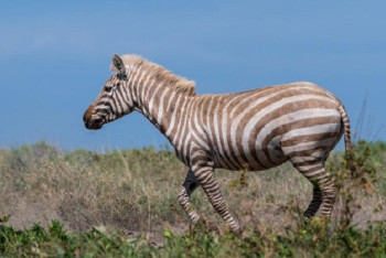 Уникальную "зебру-блондинку" обнаружили в одном из парков Танзании 