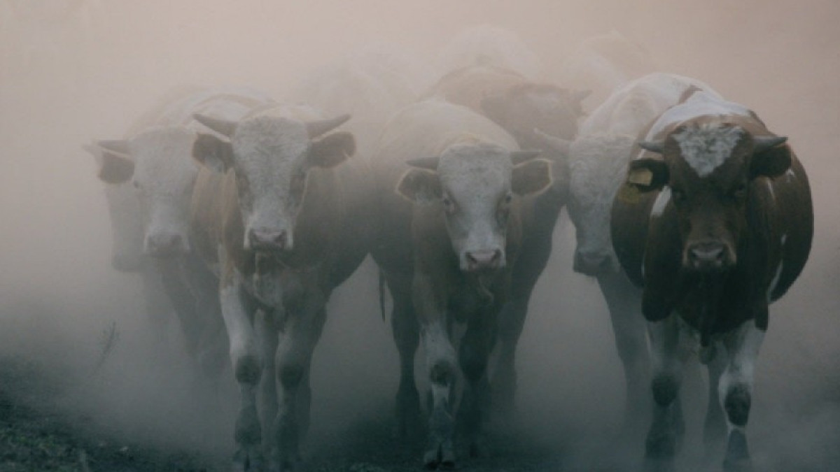 Для импорта живого скота из Казахстана началось строительство скотобойни в Китае