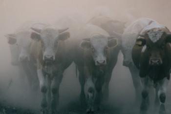 Фотография к новости: Для импорта живого скота из Казахстана началось строительство скотобойни в Китае