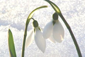 Фотография к новости: Снег и град обещают синоптики в ближайшие три дня в Казахстане 