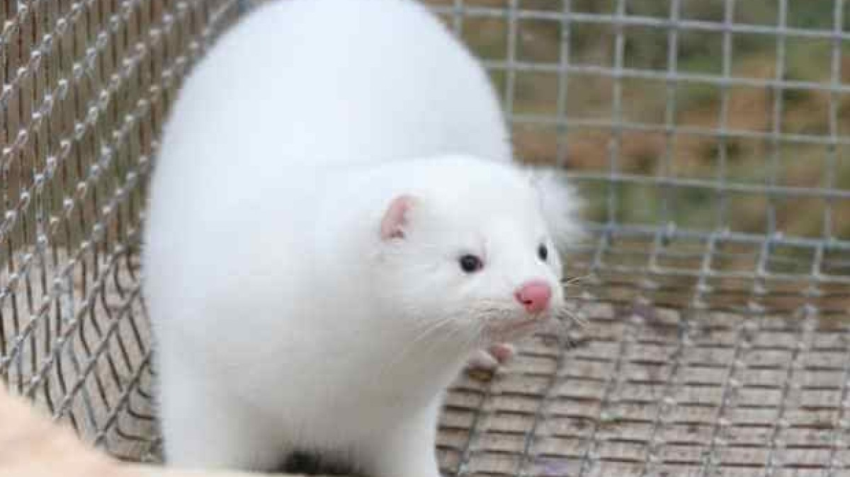 открытые источники