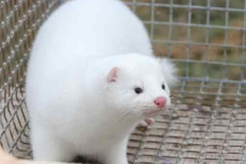 Фотография к новости: В Германии закрылась последняя пушная ферма 