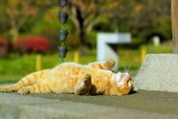 Фотография к новости: В Казахстане потеплеет до +25°С в ближайшие дни 