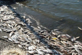 Фотография к новости: Минэнерго назвало возможную причину массовой гибели рыбы в реке Уил 