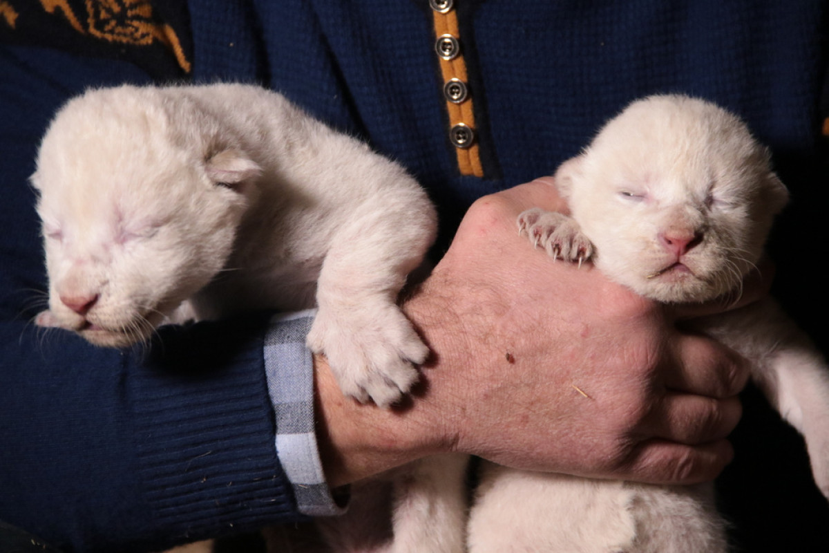 пресс-служба парка &quot;Тайган&quot;