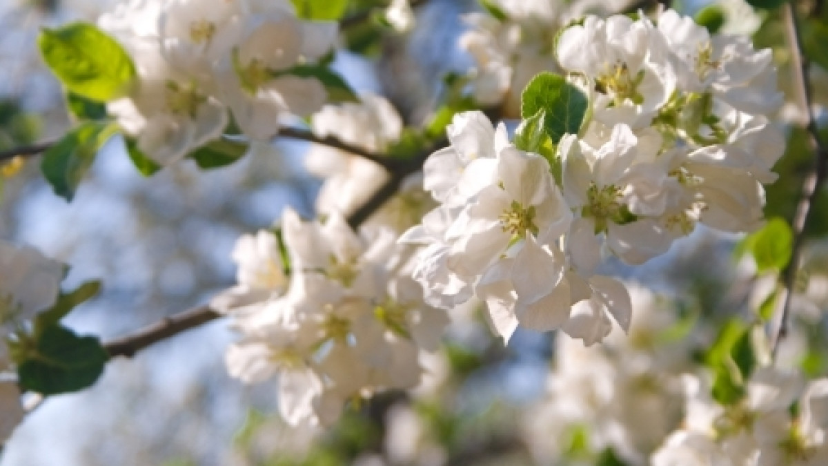 из открытых источников 