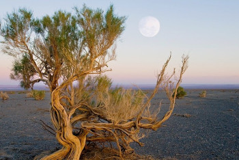 Фотография к новости: В Жамбылской области пресечена попытка перевозки краснокнижного саксаула 