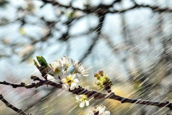 Фотография к новости: Дожди с грозами ожидаются в Казахстане в конце марта