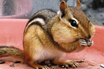 Фотография к новости: На Хоргосе задержали казахстанцев с бурундуками,соловьями и тритонами 