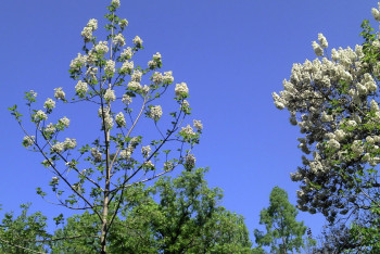 Фотография к новости: Павловния сделает юг Казахстана самым зеленым регионом страны 