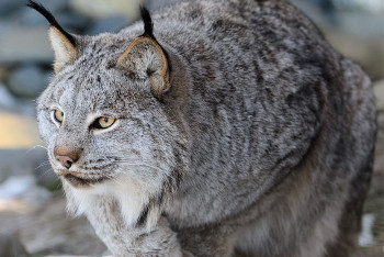 Фотография к новости: Зоопарк в фургоне обнаружили казахстанские пограничники