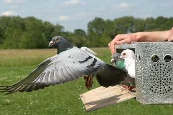 Фотография к новости: На аукционе в Бельгии продали почтового голубя за 1,25 млн евро 