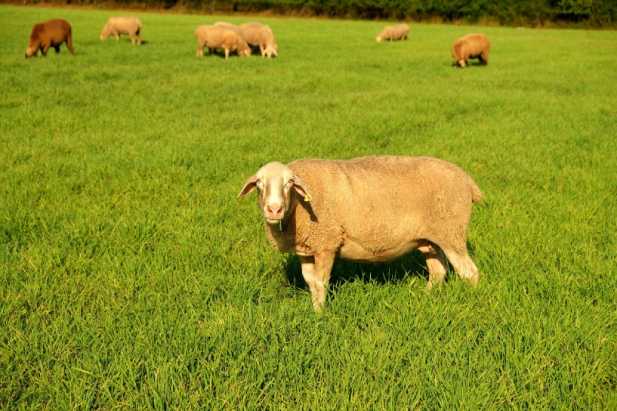 Сапарбаев пояснил, будут ли домашний скот считать доходом