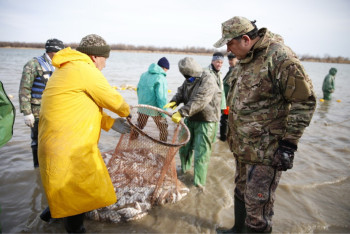 Фотография к новости: Тонны свежей рыбы начали вылавливать в Урале