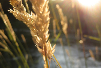 Фотография к новости: Казахстан планирует экспортировать пшеницу в Иран и Грузию