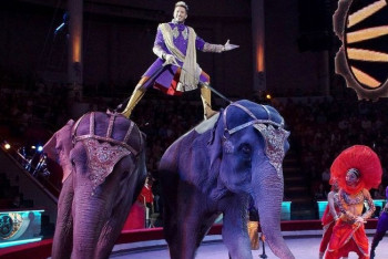 Фотография к новости: Слоновья грация: Столичный цирк приглашает на шоу 