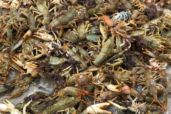 Фотография к новости: В акимате Мангистауской области назвали причину массового выброса раков на берег Каспия