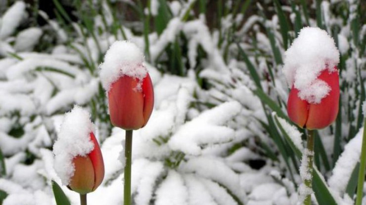 из открытых источников