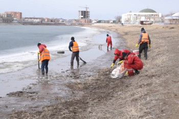 Фотография к новости: В Атырау очищают Урал от мертвой рыбы