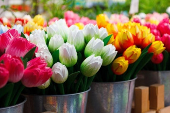 Фотография к новости: Почти 24 млн цветов собрали казахстанские цветоводы за год 