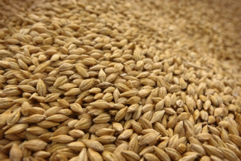 Фотография к новости: Свыше 500 млн долларов составил экспорт казахстанских товаров в Афганистан