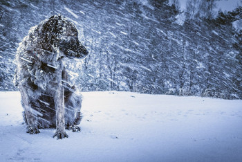 Фотография к новости: Усиление ветра и метель обещают синоптики казахстанцам 3 марта