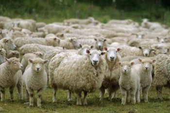 Самая крупная откормочная площадка в Средней Азии появится в Туркестанской области 