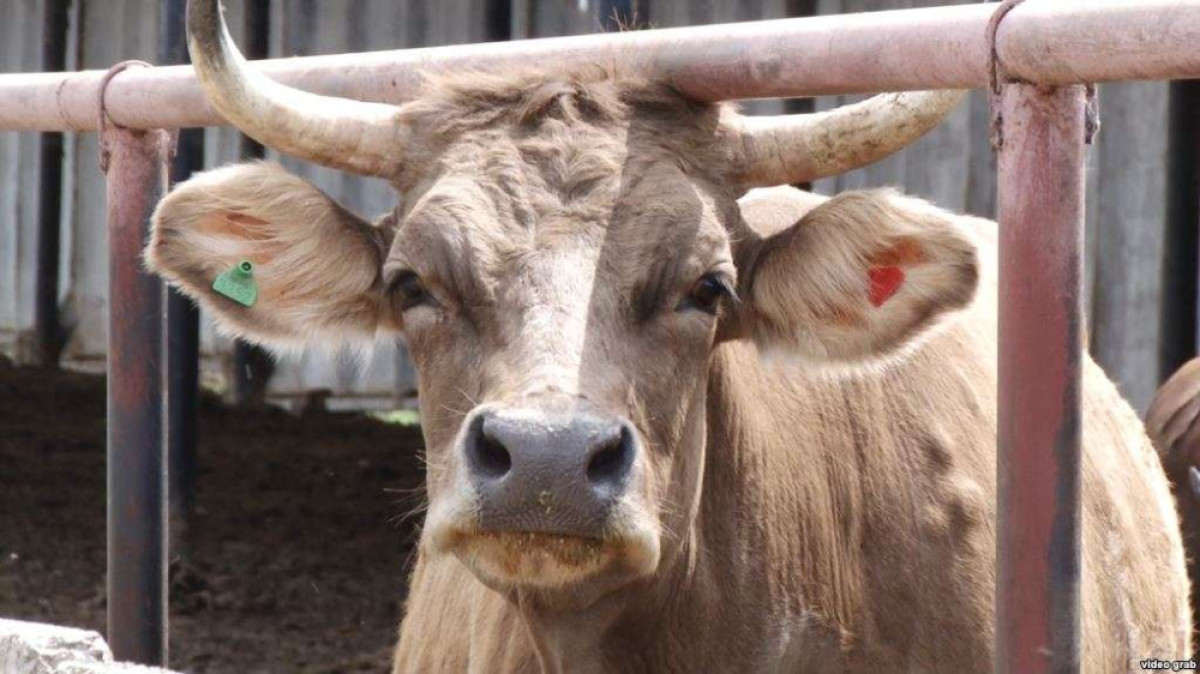 Из открытых источников 