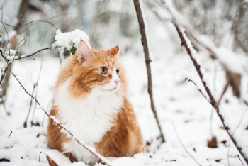 Фотография к новости: Синоптики рассказали о погоде в Казахстане 23 февраля 
