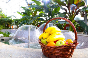 Фотография к новости: В "Ботаническом саду" в Астане впервые заплодоносило банановое дерево