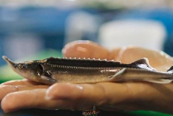 Фотография к новости: В Казахстане планируют нарастить объемы выращивания рыбы