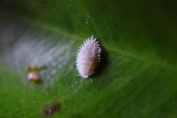 Фотография к новости: Казахстан запретил ввоз некоторых овощей и фруктов из Кыргызстана и Узбекистана