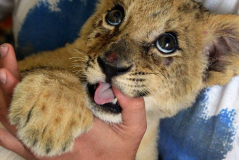 Фотография к новости: В Алматы спасли краснокнижного львенка, которого использовали для фотосессий