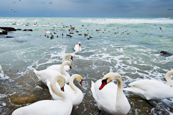 Фотография к новости: В Баку началось заседание рабочей группы по вопросам Каспия 