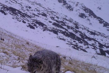 Уникальное фото красного ирбиса сделали в Алматинской области 